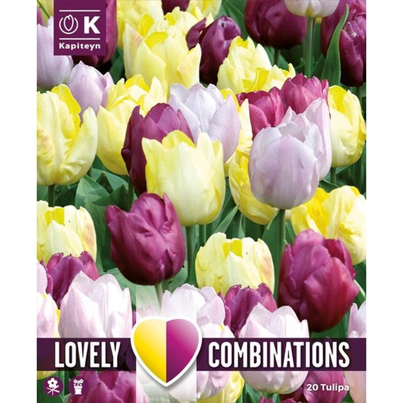 COMBI TULIP YELLOW, PURPLE, LILAC x 15