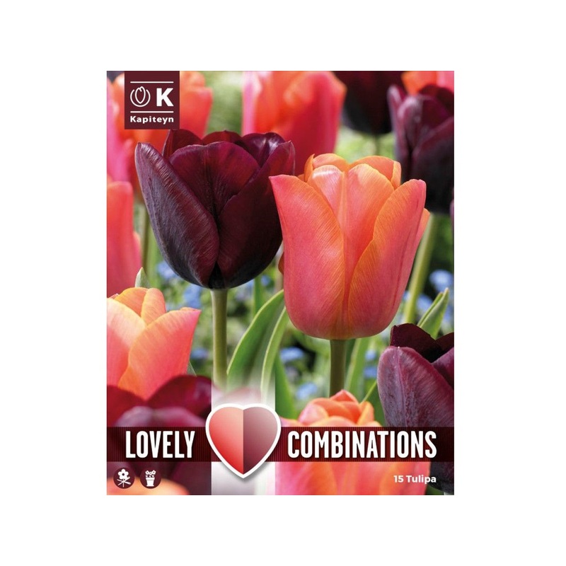 COMBI TULIPA DUOPACK PURPLE & ORANGE x 15