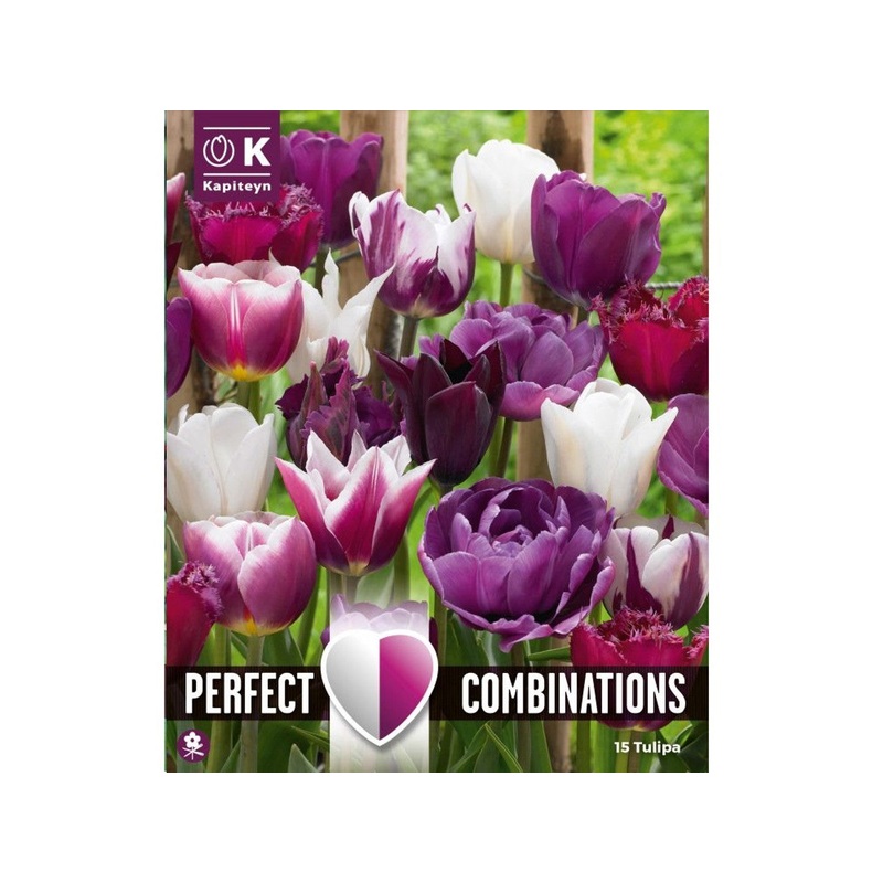 COMBI TULIPA VIOLET & WHITE BLEND x 15