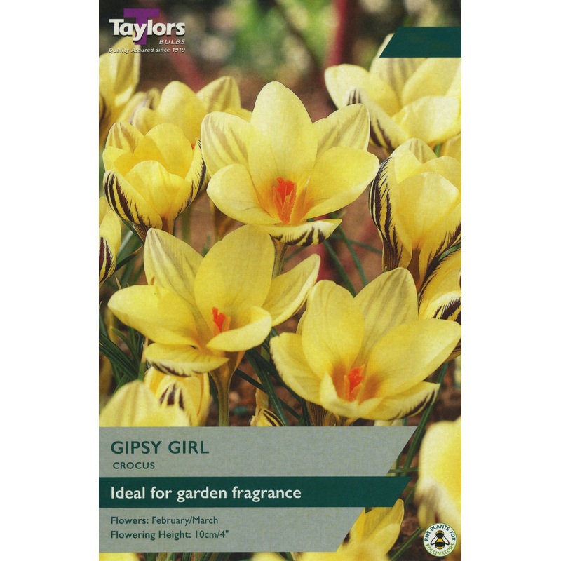 CROCUS GIPSY GIRL X 10
