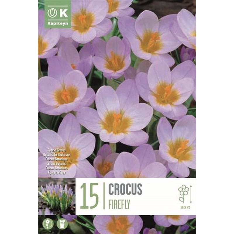 CROCUS SPECIE FIREFLY X 15