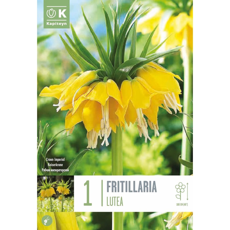 FRITILLARIA LUTEA X 1