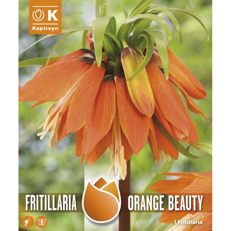FRITILLARIA ORANGE BEAUTY x 1