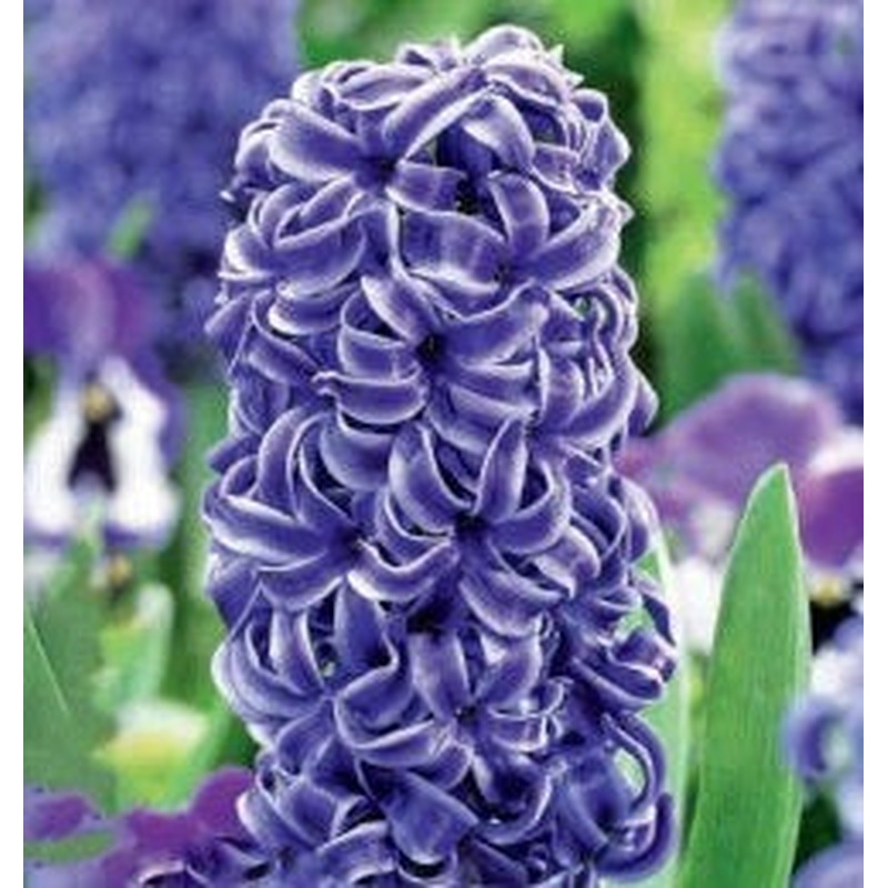 HYACINTHUS BLUE STAR X 4