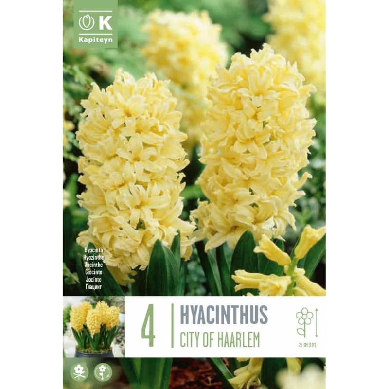 HYACINTHUS CITY OF HAARLEM X 4