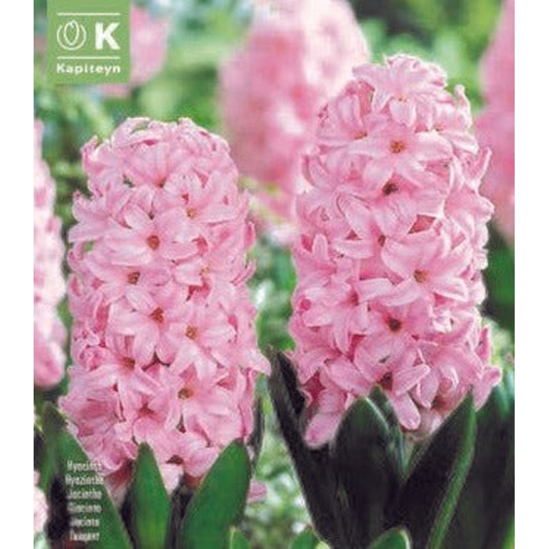 HYACINTHUS FONDANT X 4