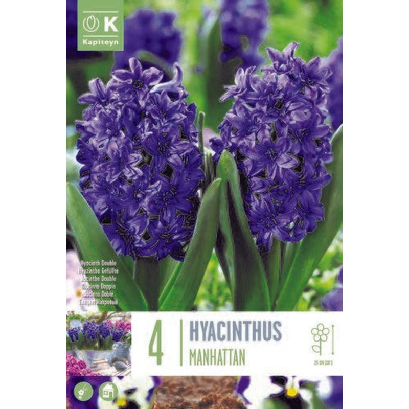 HYACINTHUS MANHATTAN X 4