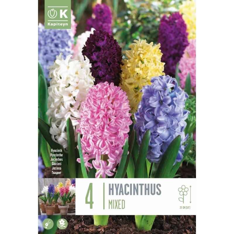 HYACINTHUS MIXED COLOURS X 4