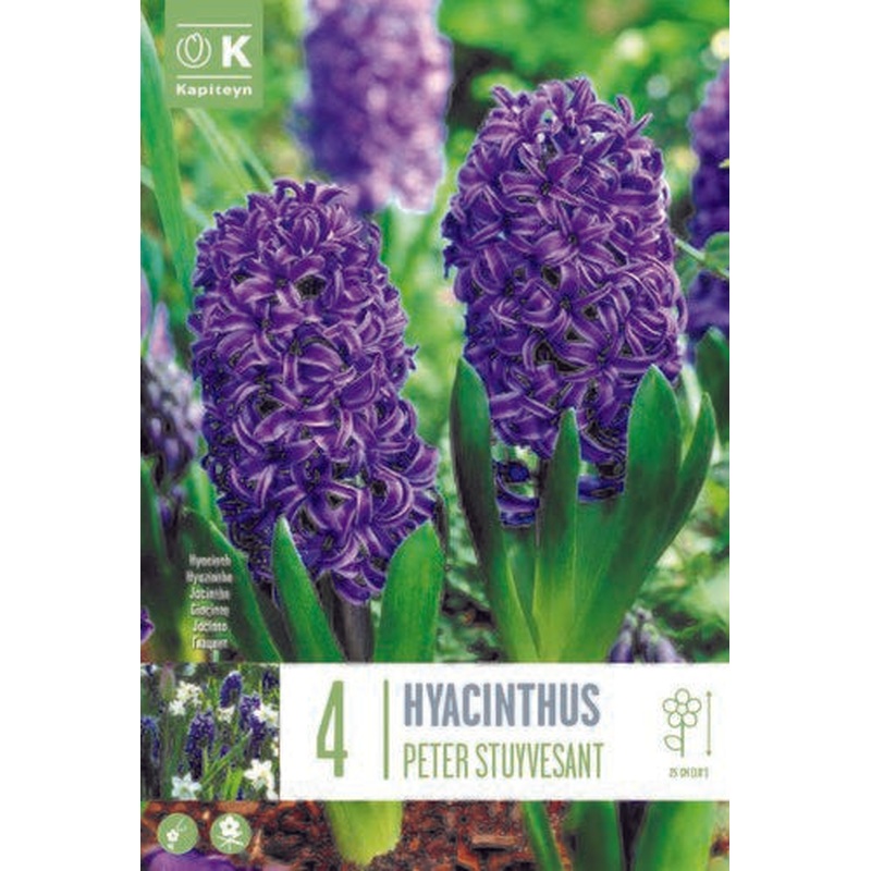 HYACINTHUS PETER STUYVESANT X 4