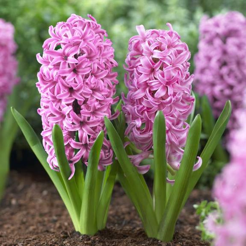 HYACINTHUS PINK PEARL X 4