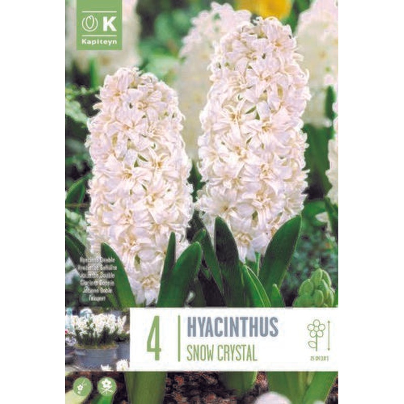HYACINTHUS SNOW CRYSTAL X 4