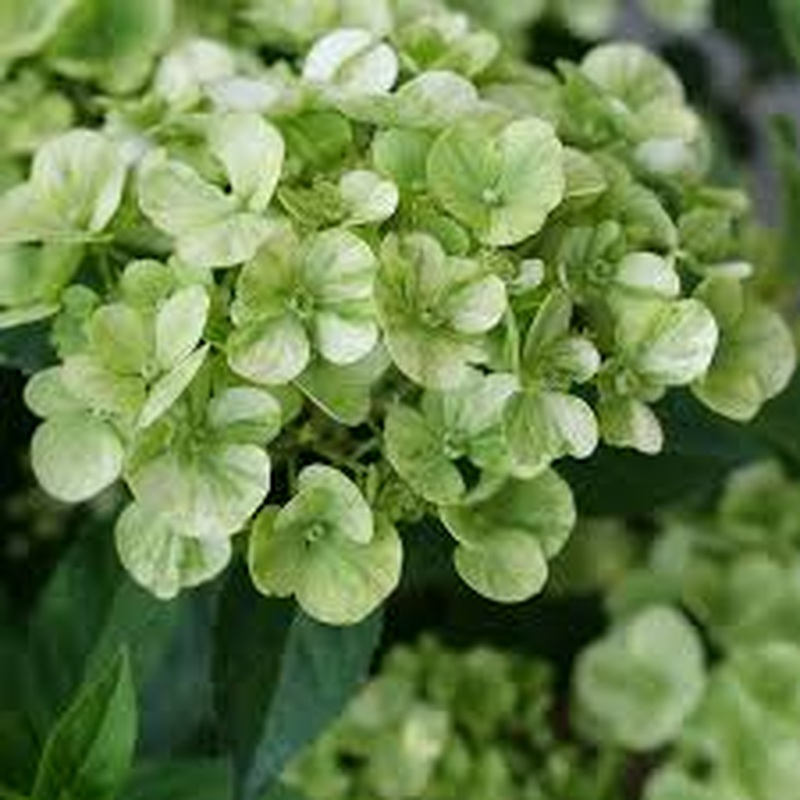 HYDRANGEA Fairytrail Green