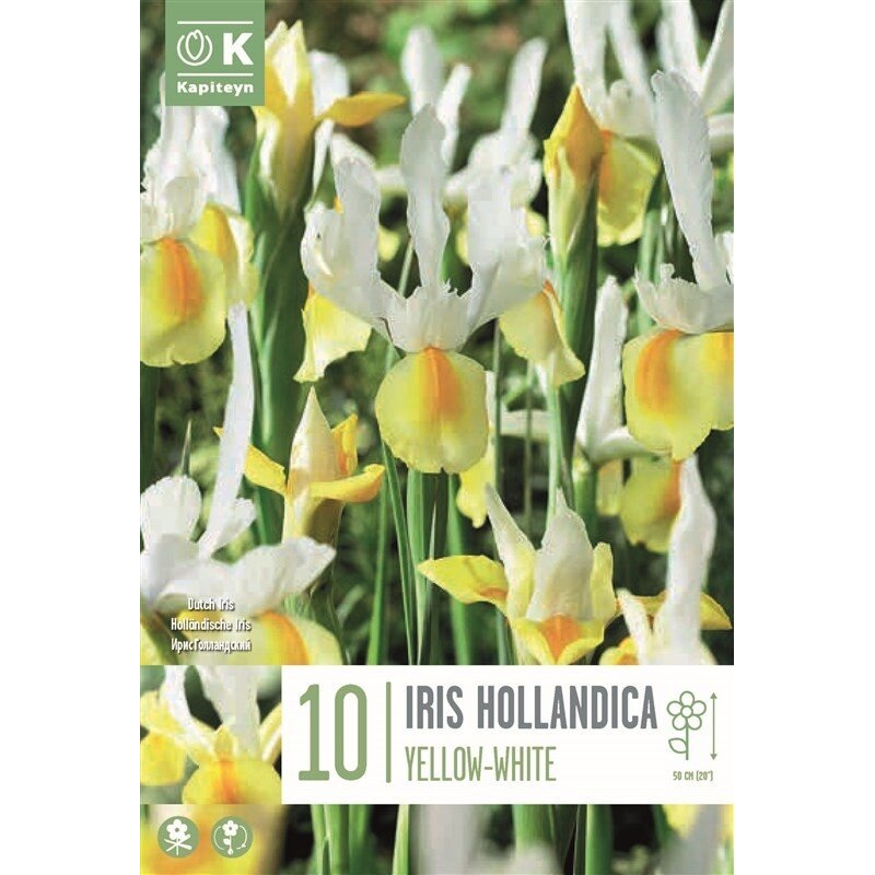 IRIS HOLLANDICA YELLOW-WHITE X 10