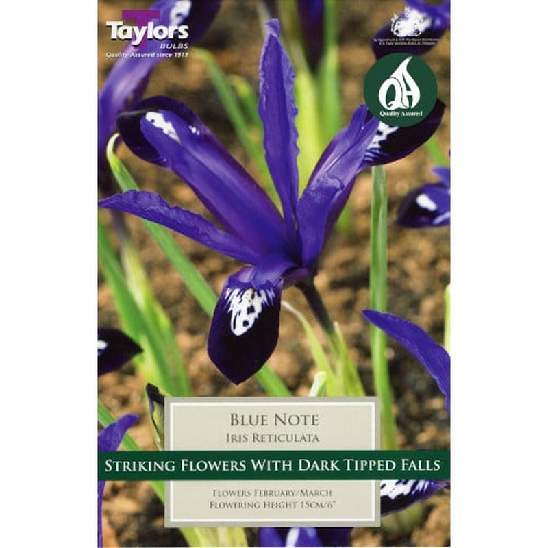 IRIS RETICULATA  BLUE NOTE 12