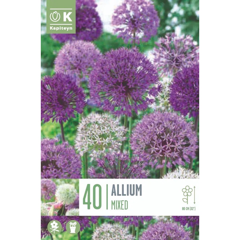 LANDSCAPE BAG ALLIUM LARGEFLOWERING MIXED COLOURS x 40