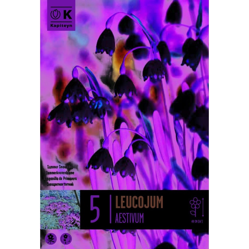 LEUCOJUM AESTIVUM X 5