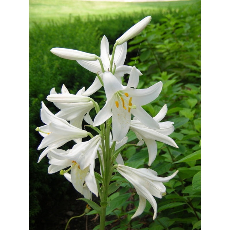 LILIUM CANDIDUM X 1
