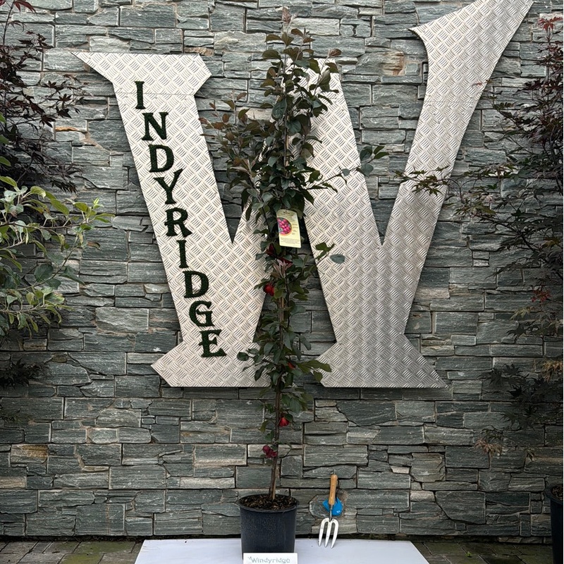 MALUS NEVILLE COPEMAN