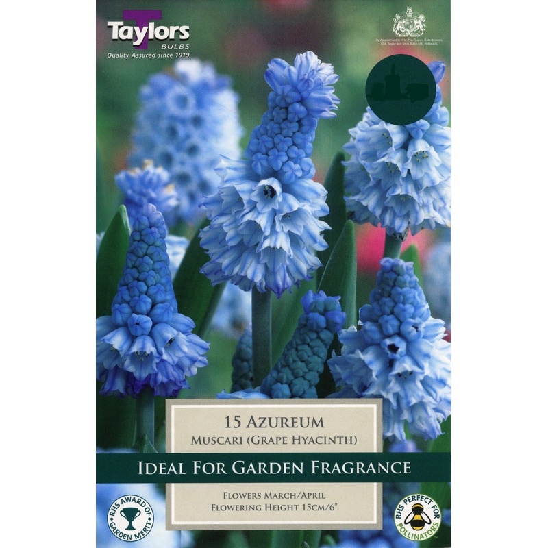MUSCARI AZUREUM 18