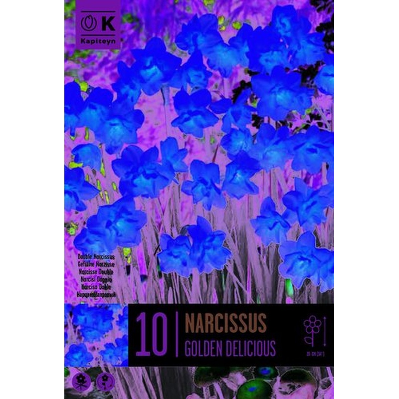NARCISSUS GOLDEN DELICIOUS X 10