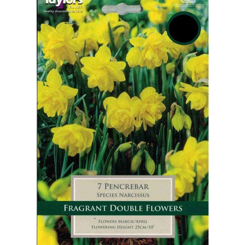 NARCISSUS PENCREBAR X 7