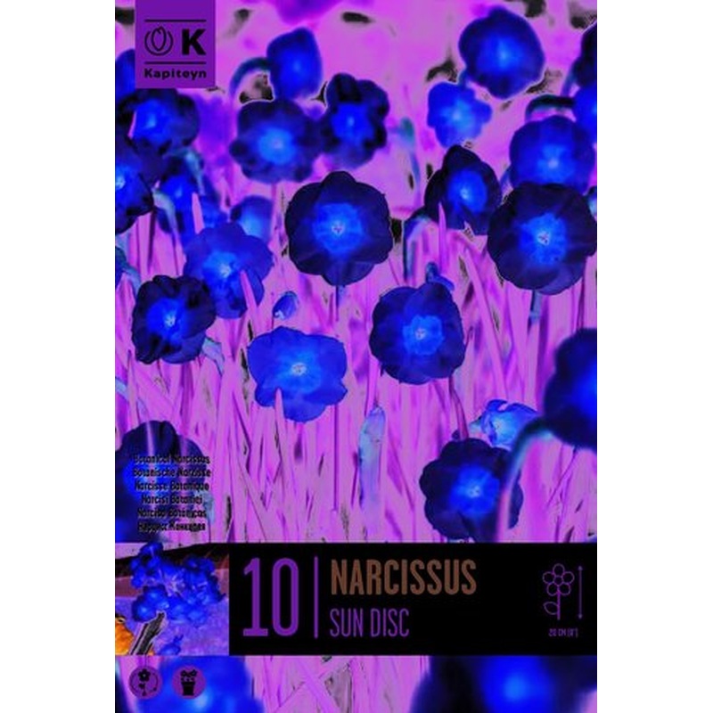 NARCISSUS SUNDISC X 10