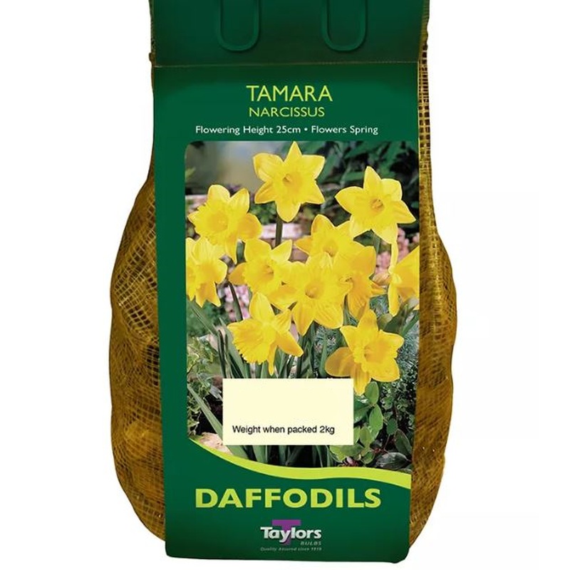 NARCISSUS TAMARA CARRI-PACK 1.5KG