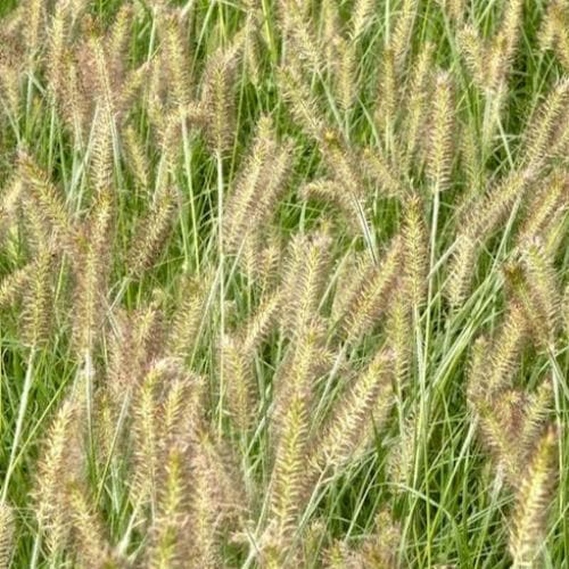 Pennisetum alop. Hameln  2 Ltr pot