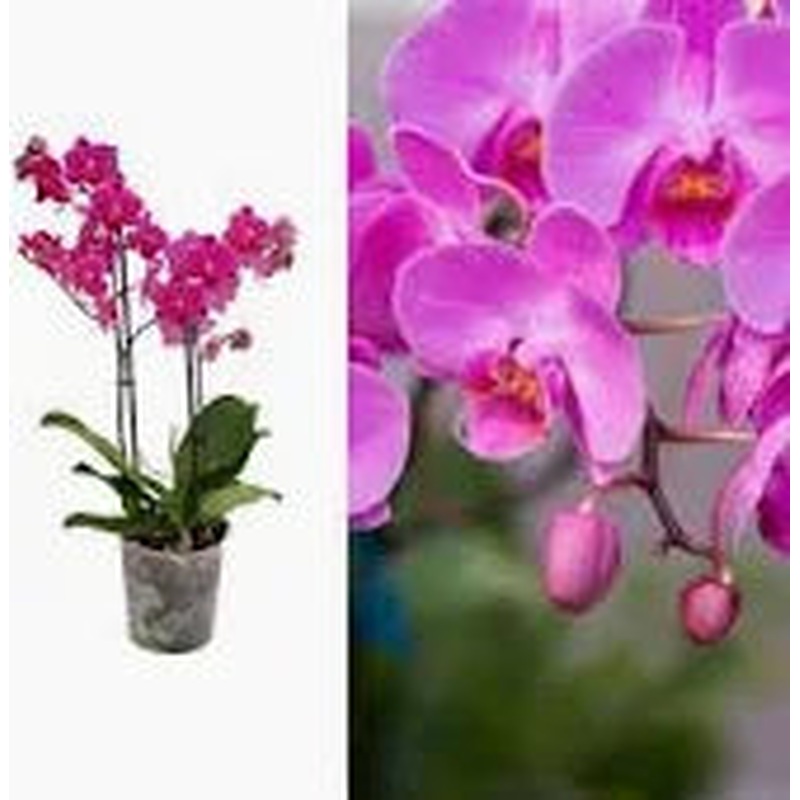 Phalaenopsis Elegant Cascade pink  P9 - 2 stem