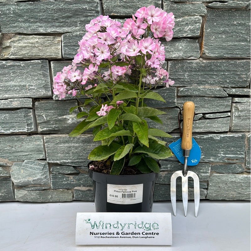 Phlox Famous Pink (Phlox Paniculata)