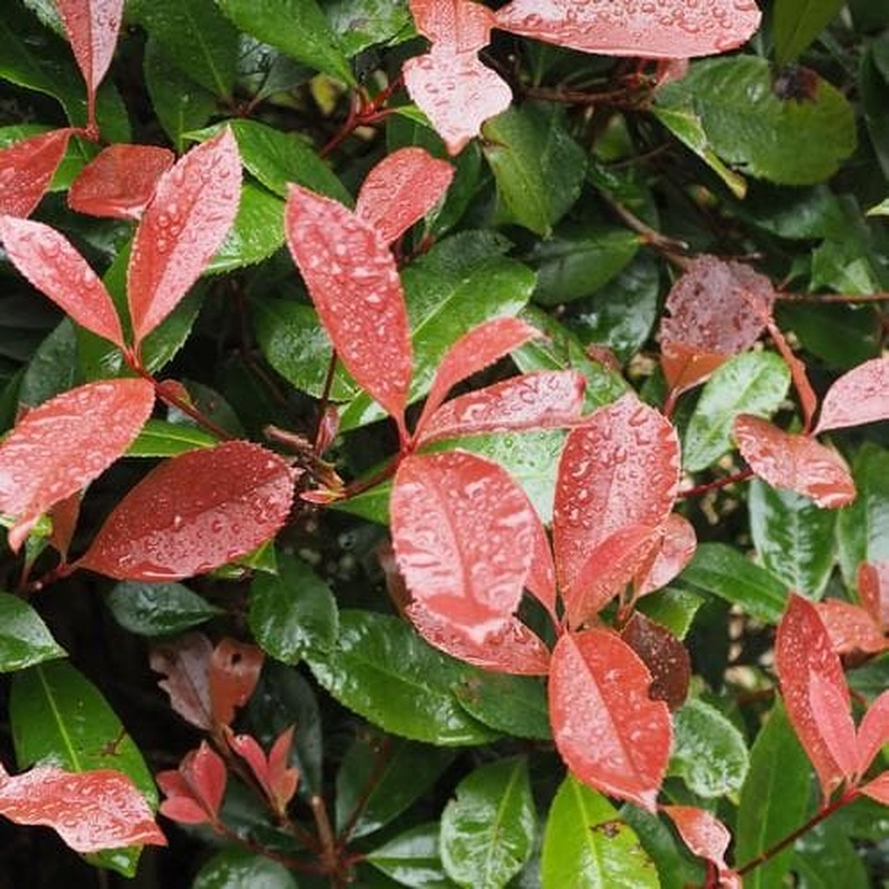 Photinia fraseri Little Fenna  3 Ltr pot