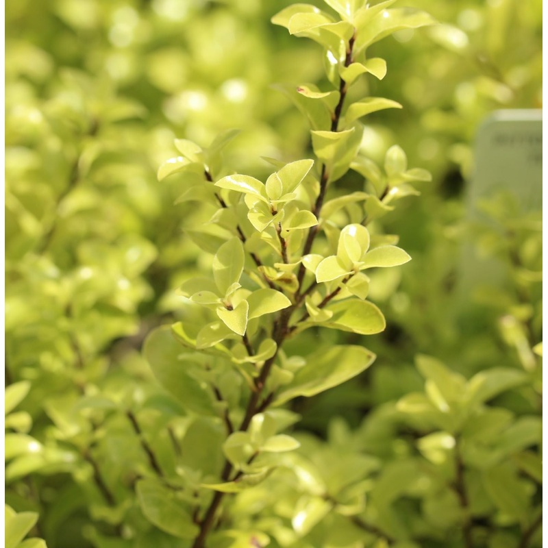 PITTOSPORUM T. GOLF BALL RP