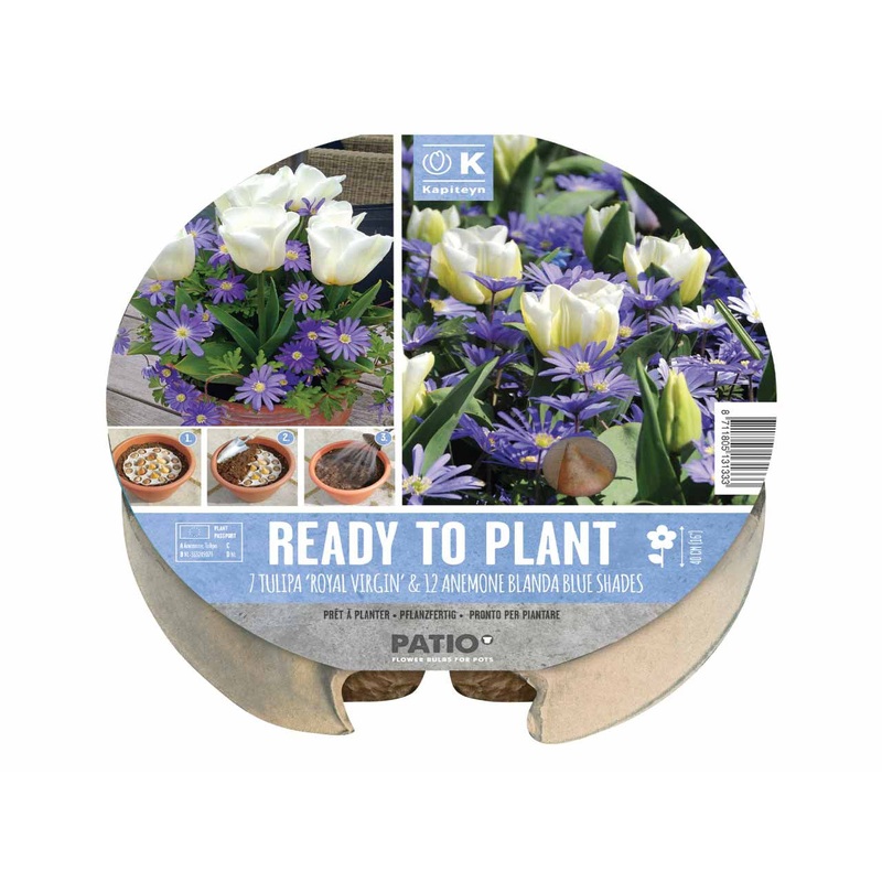 PLANT-O-MAT TULIPA & ANEMONE x 19