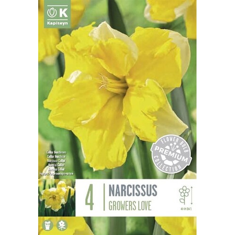 PREM NARCISSUS COLLAR GROWERS LOVE X 4