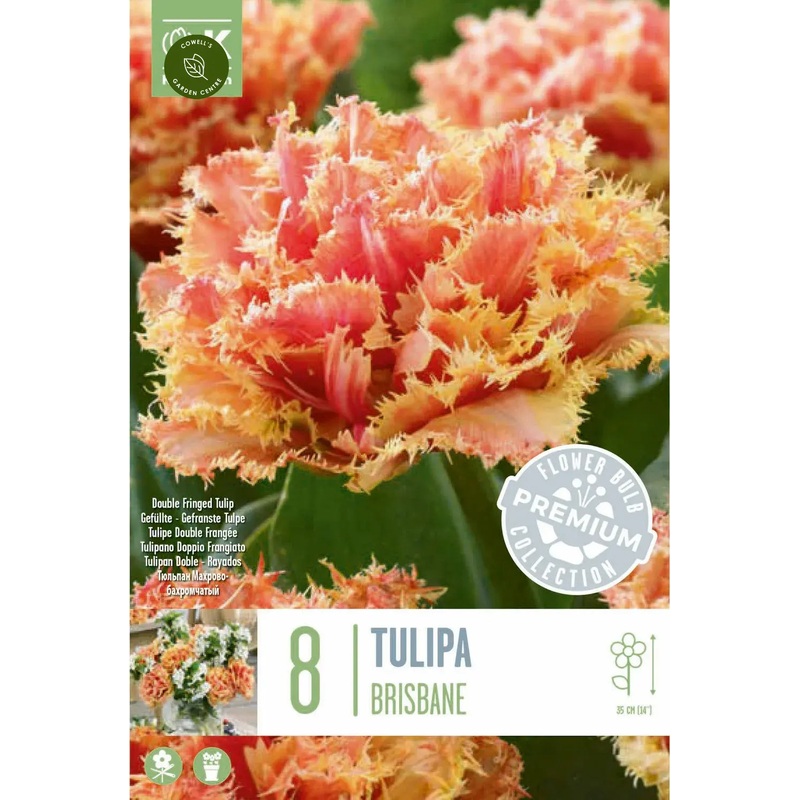 PREM TULIP DBL FRINGED BRISBANE X 8