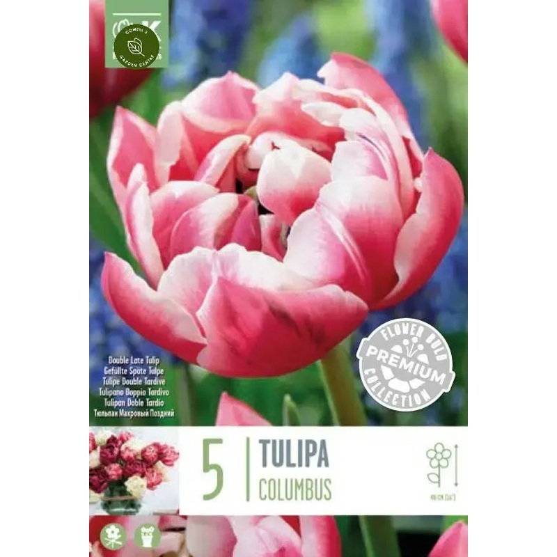 PREM TULIP DOUBLE LATE COLUMBUS X 5