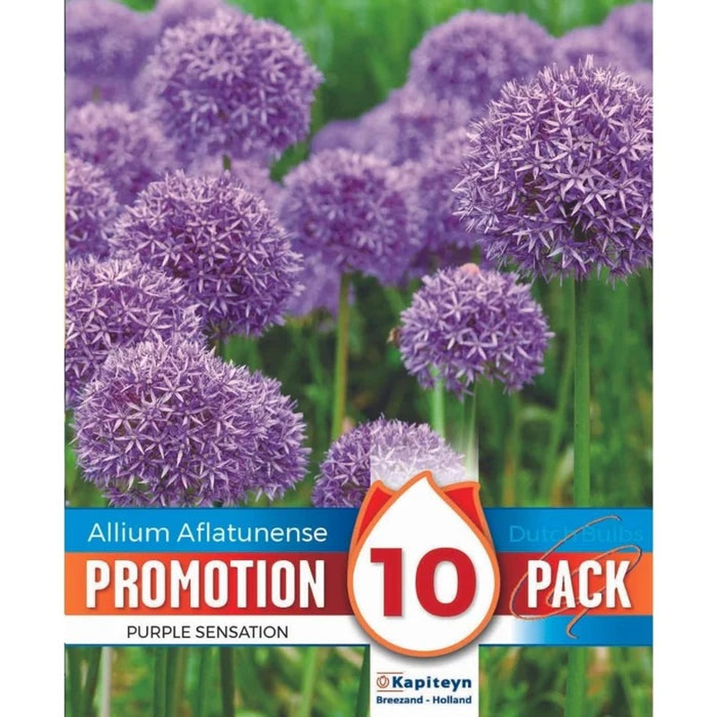 PROMO ALLIUM PURPLE SENSATION X 10