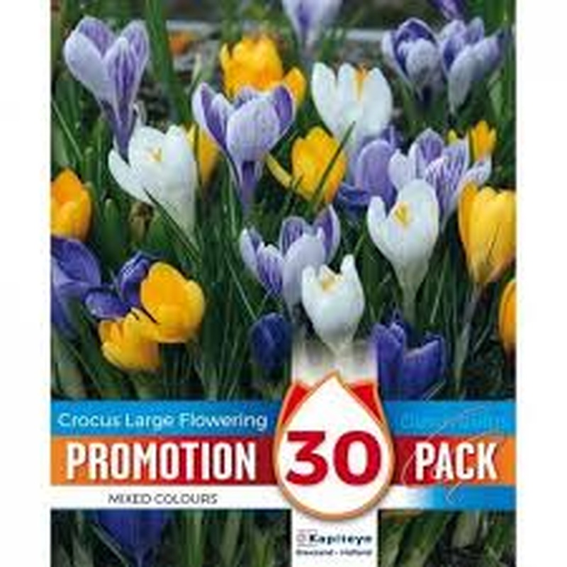PROMO CROCUS VERNUS MIXED COLOURS X 30