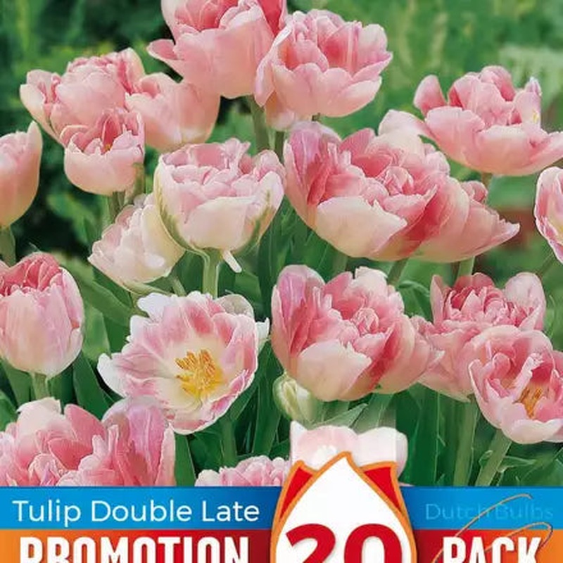 PROMO TULIPA DOUBLE FINOLA X 15