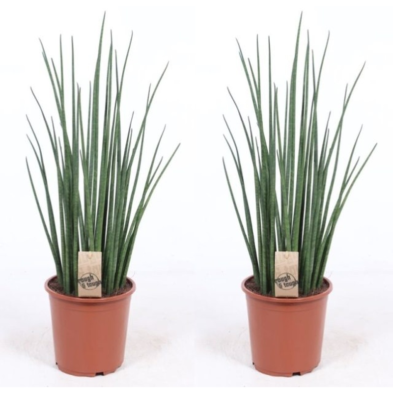 Sansevieria bacularis Mikado  P19