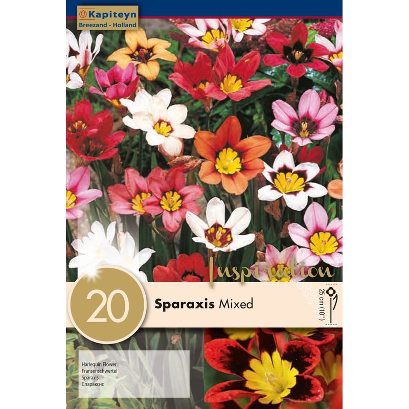 SPARAXIS MIXED COLOURS x 20