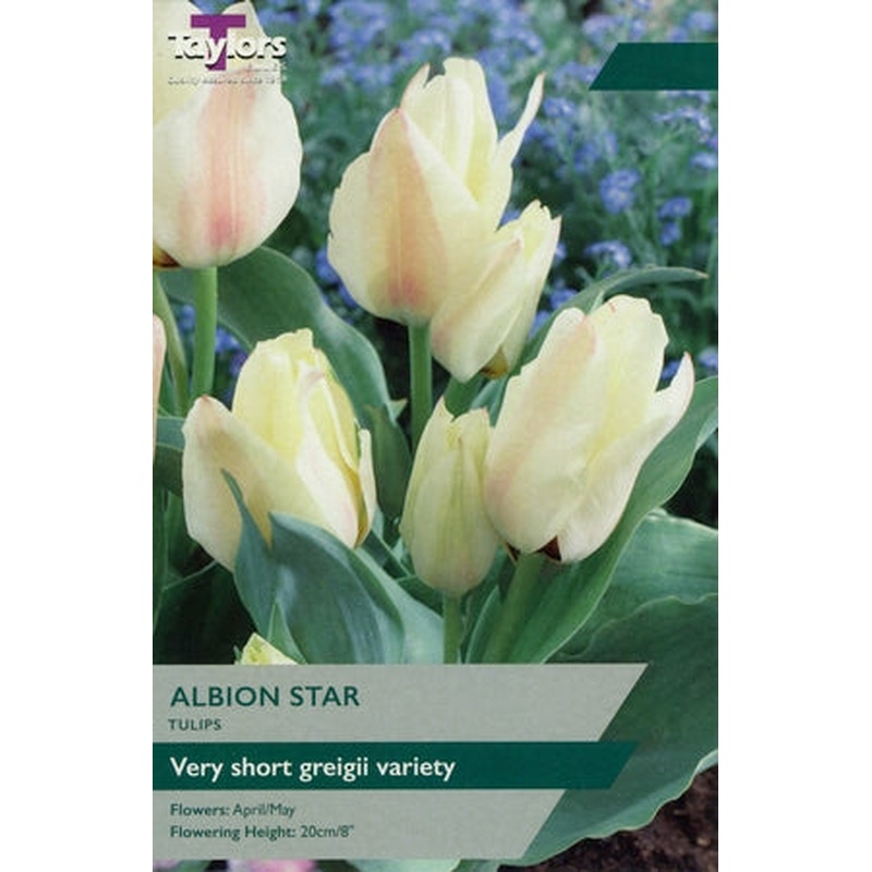 TULIP ALBION STAR 8