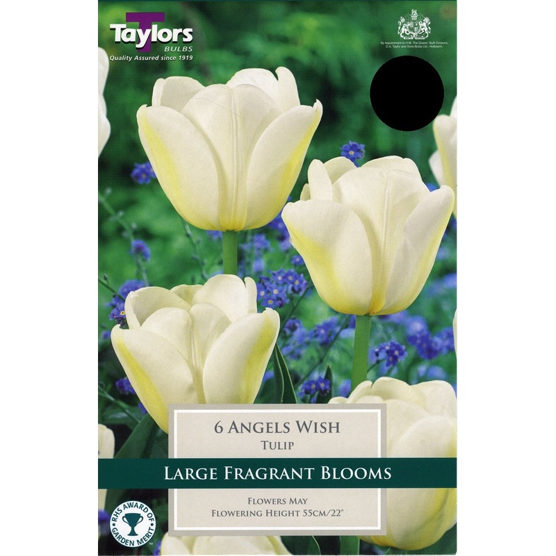 TULIP ANGELS WISH X 7