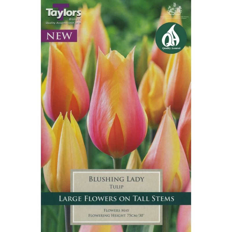 TULIP BLUSHING LADY 6