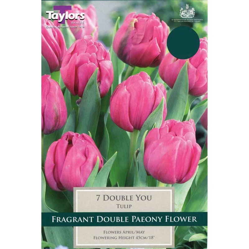 TULIP DOUBLE YOU X 8