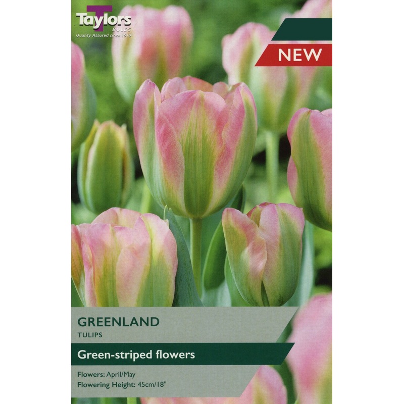 TULIP GREENLAND X 7