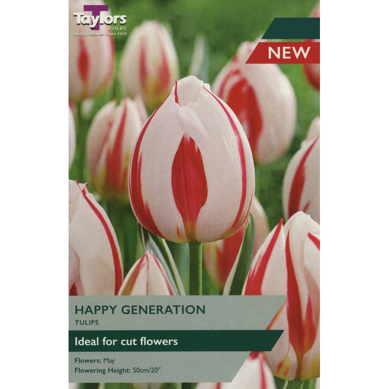 TULIP HAPPY GENERATION 7