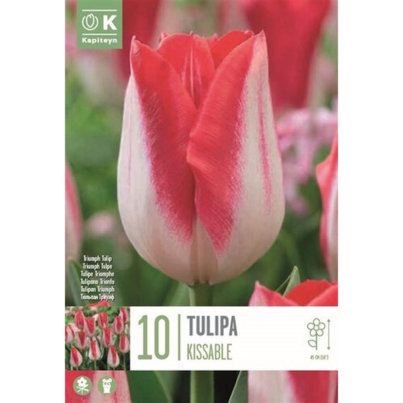TULIP KISSABLE X 10