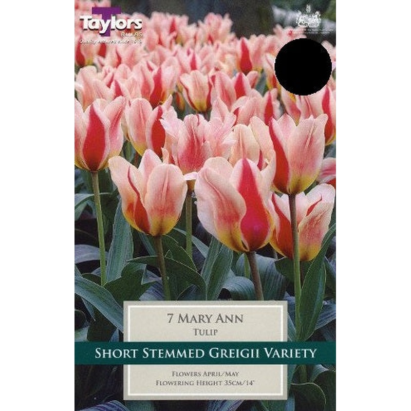 TULIP MARY ANN 8