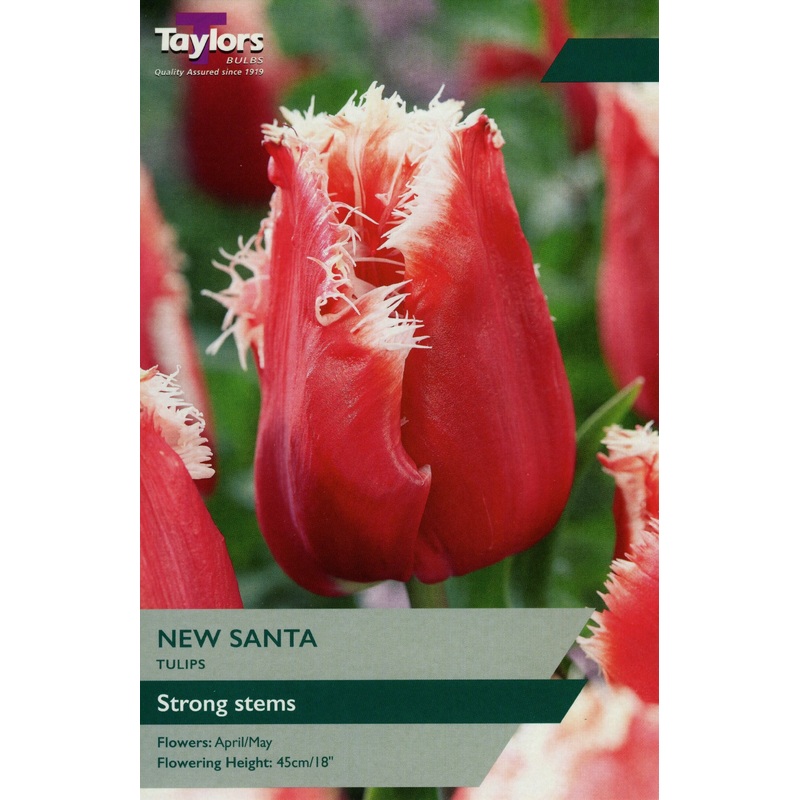 TULIP NEW SANTA X 7